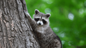 5 Signs You Have a Raccoon Problem and What to Do Next