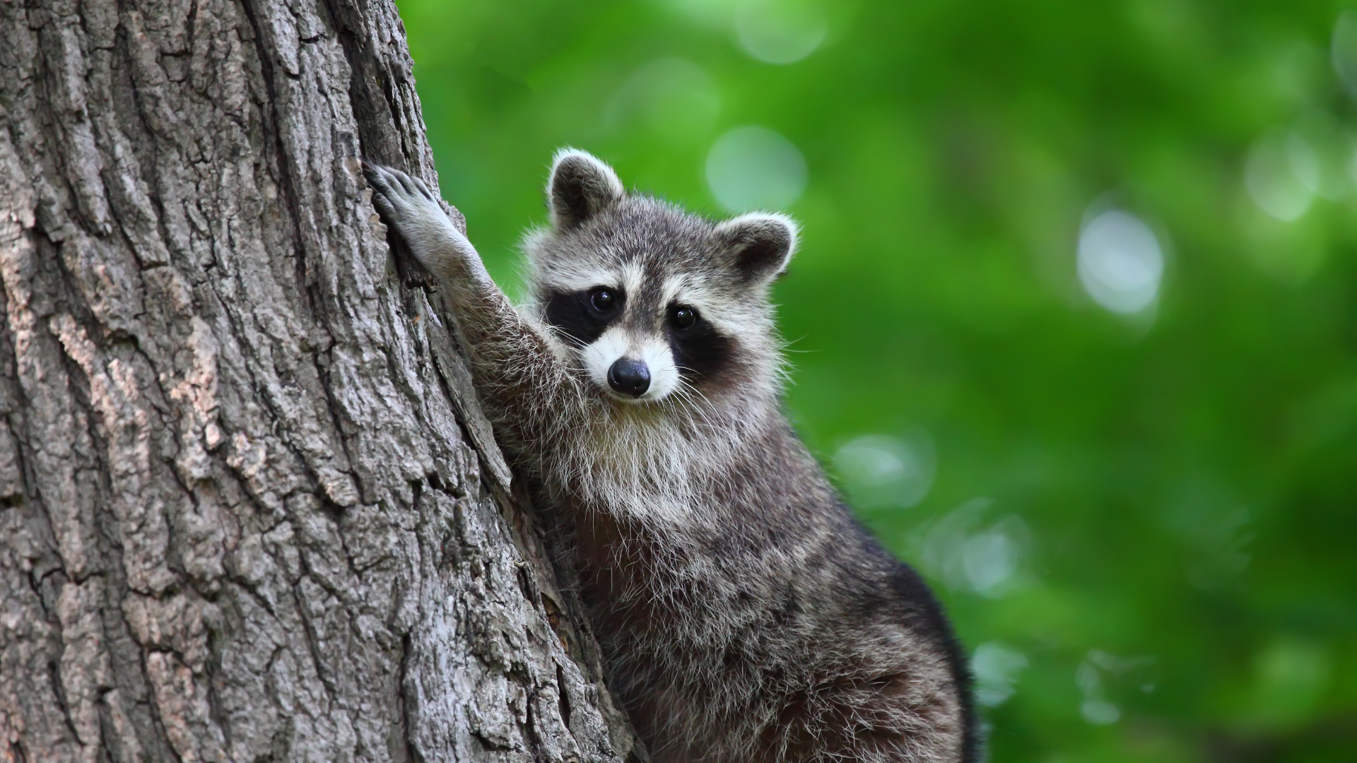 5 Signs You Have a Raccoon Problem and What to Do Next