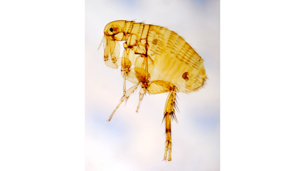 Common Fleas in Georgia