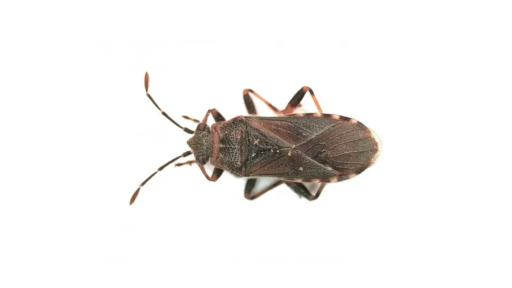 Life Cycle of Elm Seed Bugs