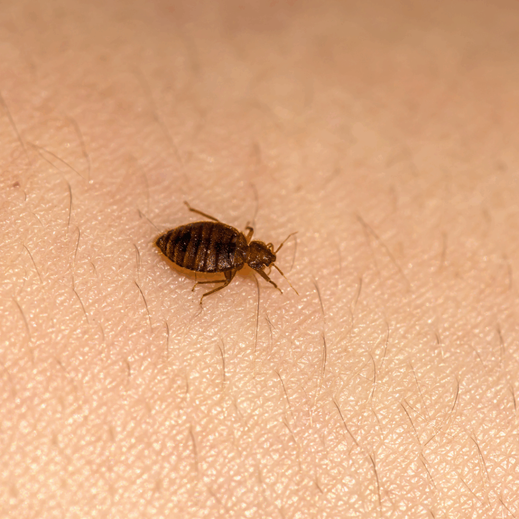 Bed Bug Prevention Tips for Utah Homes