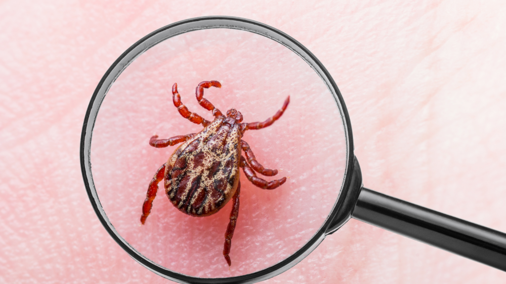 Ticks thrive in moist, vegetated environments and often hitchhike into your yard on wildlife.