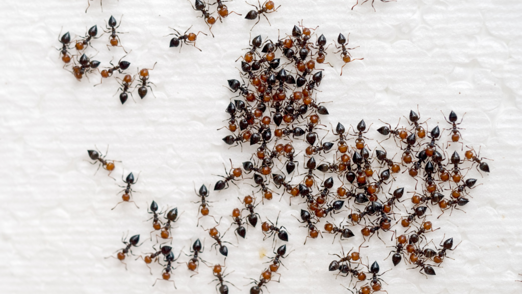 Ant Prevention Tips for Utah Homes