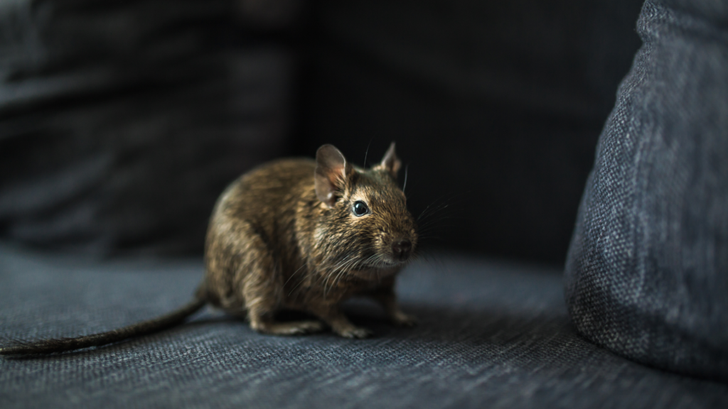 Life Cycle of Rodents
