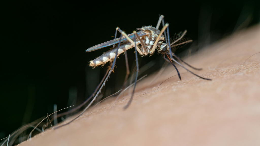 Life Cycle of Mosquitoes