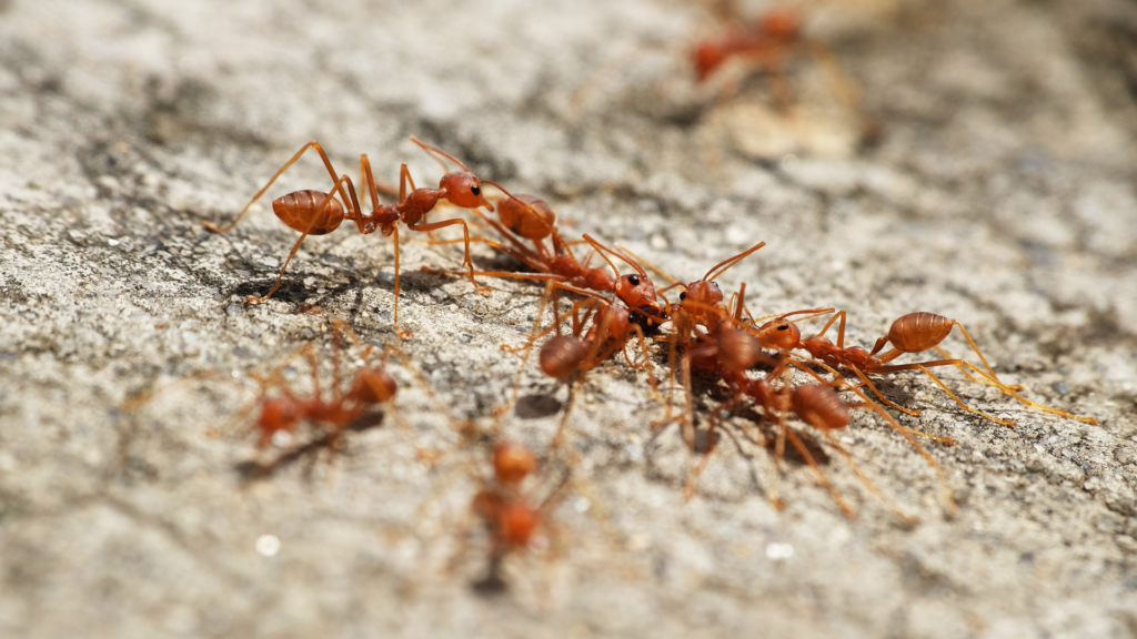 Life Cycle of Fire Ants