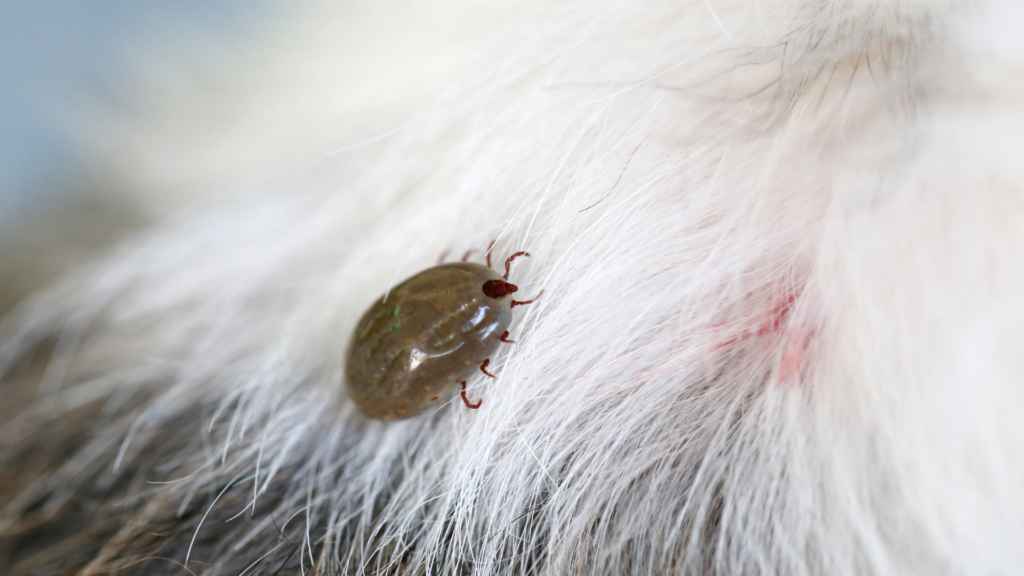 Life Cycle of Ticks