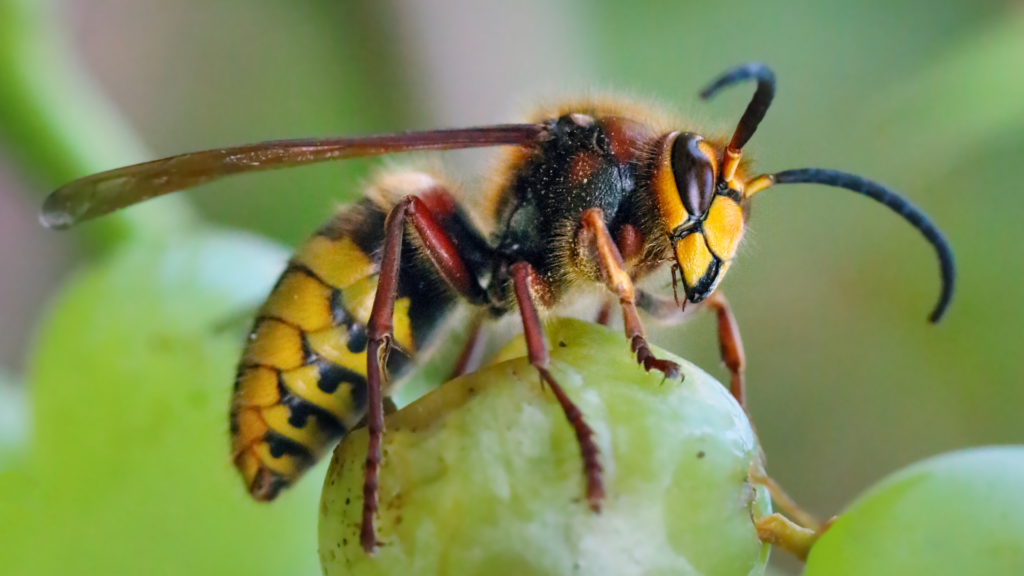 Wasps and hornets tend to build nests in protected spaces with easy access to food and water