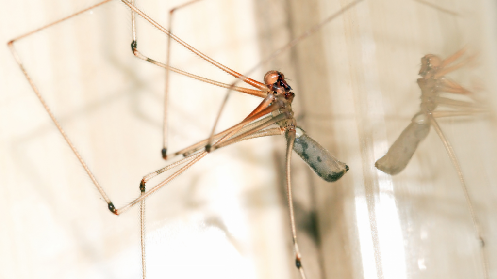 Life Cycle of Spiders