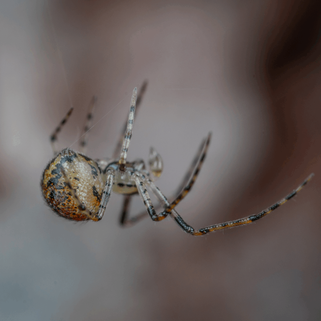 Life Cycle of Spiders