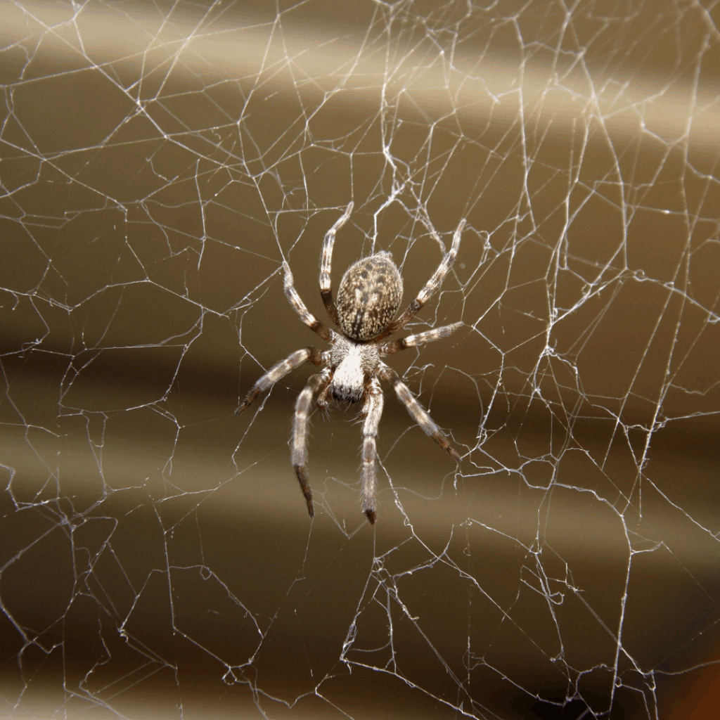 Where Spiders Hide in Utah Homes