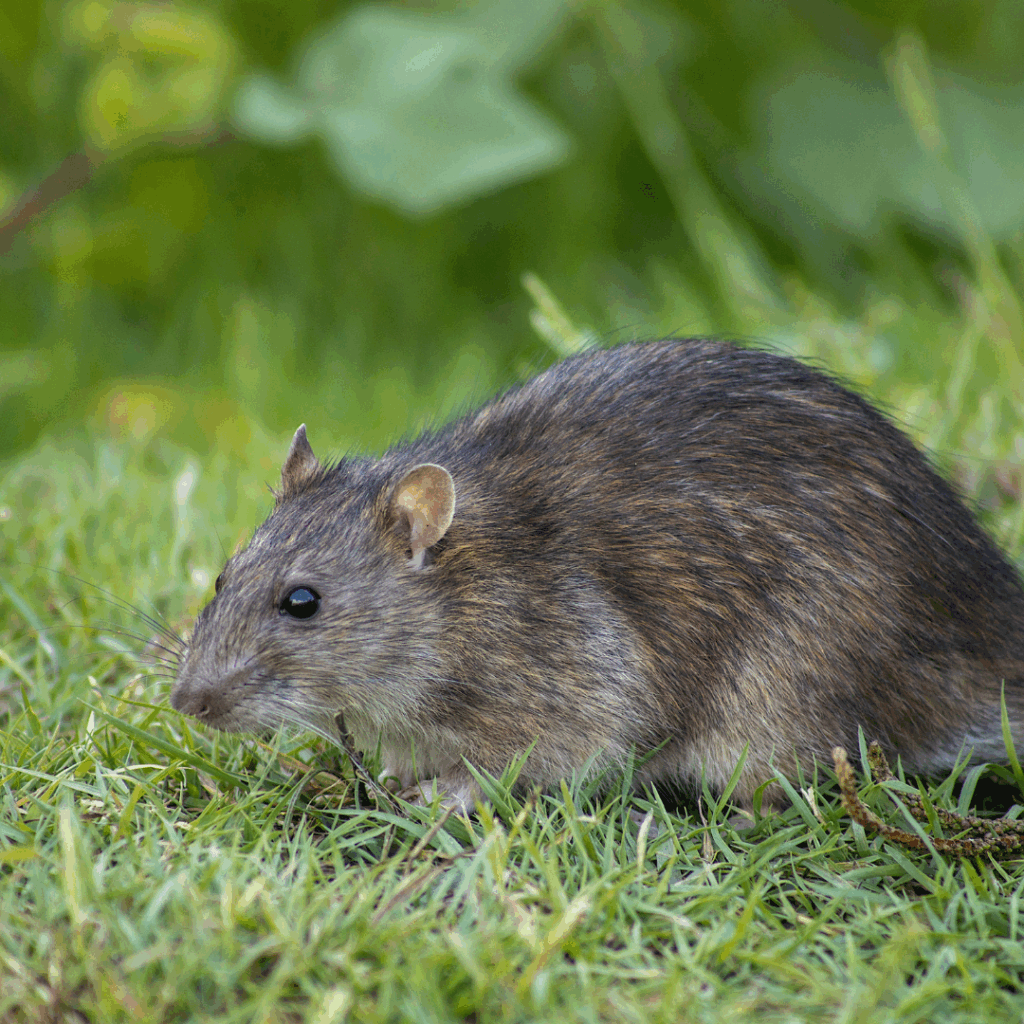 What kills rats instantly?
