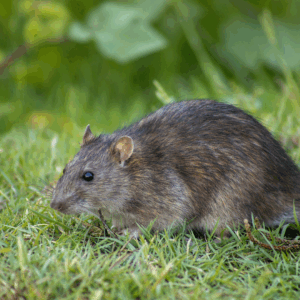 What Kills Rats in North Georgia: 4 Rat Control Solutions