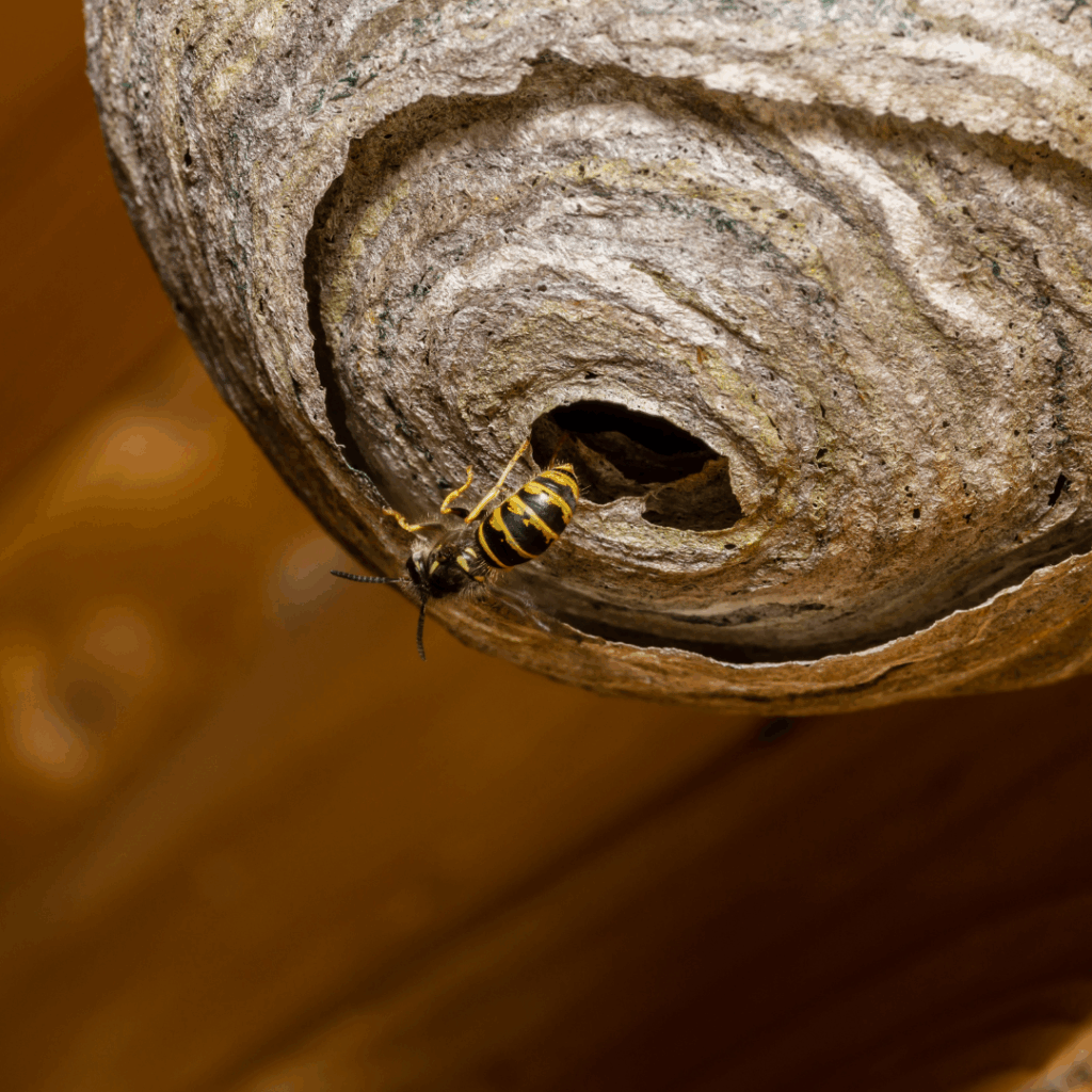 Life Cycle of Wasps