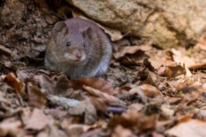 Fall Pest Control in Georgia- When to Hire a Pro