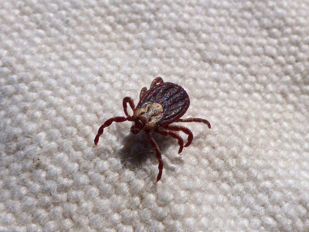 How to Identify and Remove Ticks From Your Property
