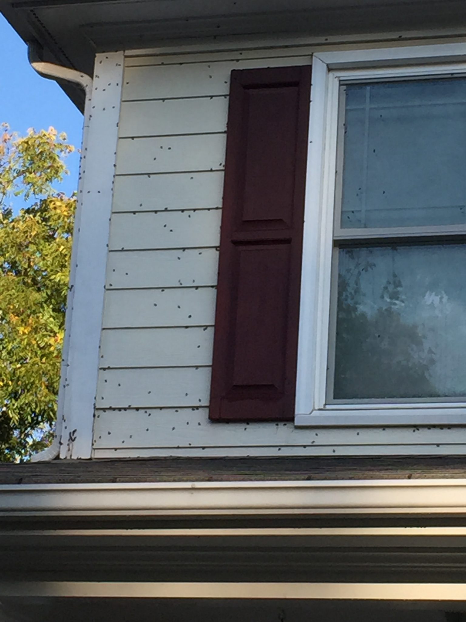 Stink Bug Control in Georgia: How to Keep Them Out
