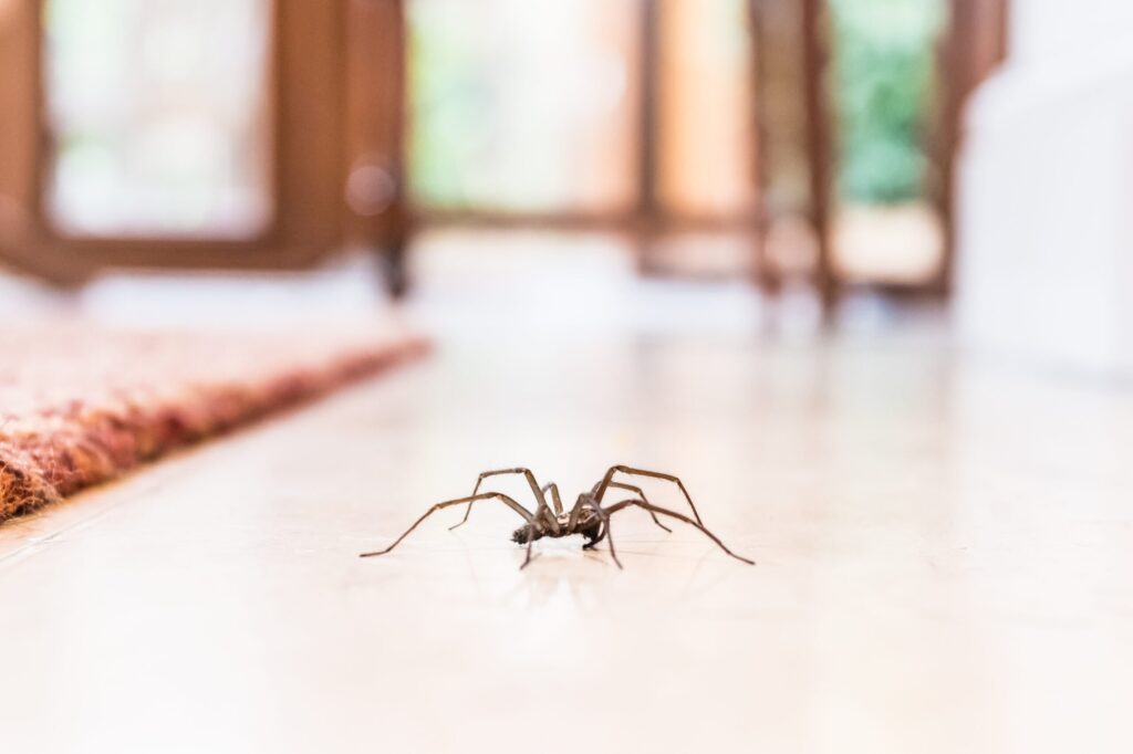 Your Cheatsheet On Getting Rid Of Spiders