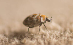 How to Identify and Eliminate Carpenter Beetles in North GA