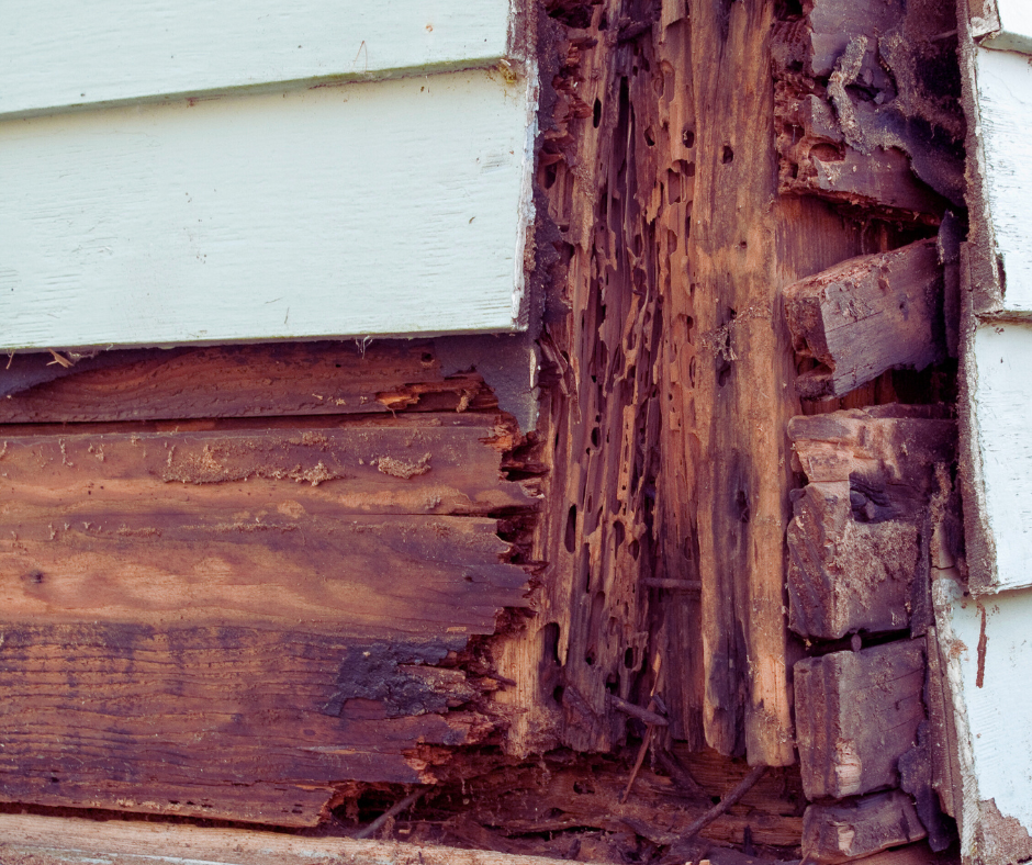 termite house damage