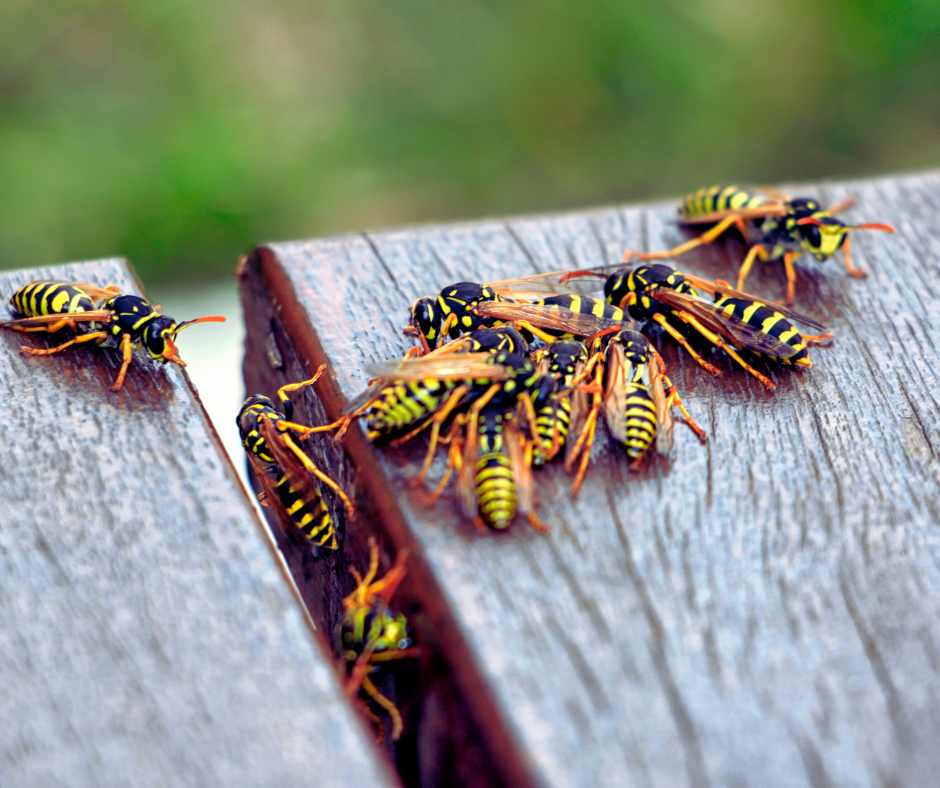 How Do You Know You Have a Wasp Problem?