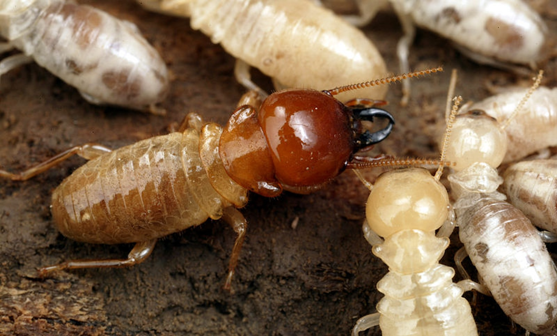 Termites or Flying Ants? How Dacula Homeowners Can Tell