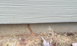 When Should I Hire a Termite Exterminator in Dacula GA?
