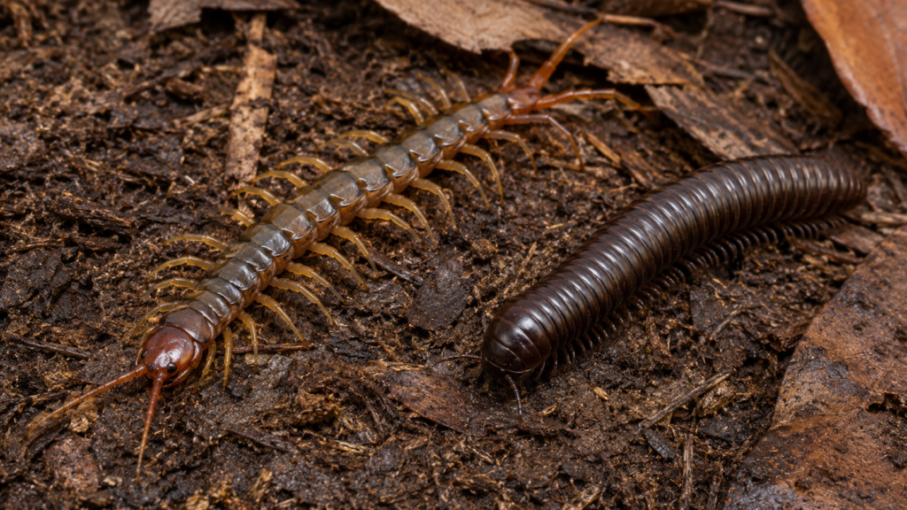 Centipede and Millipede Control in Utah