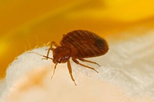 Hiring Bed Bug Treatment in Dacula, GA? Read This