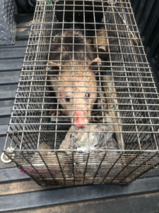 How to Identify Wildlife in Your Dacula Home