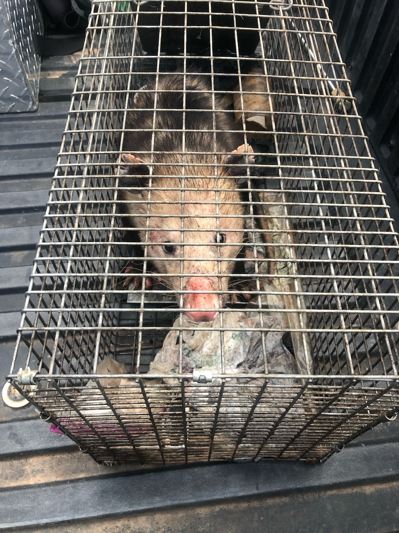 How to Identify Wildlife in Your Dacula Home