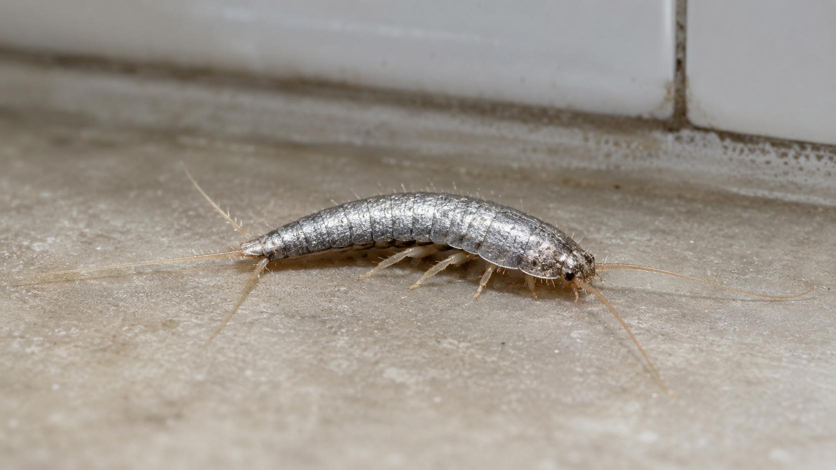 Silverfish Control Utah-Arete