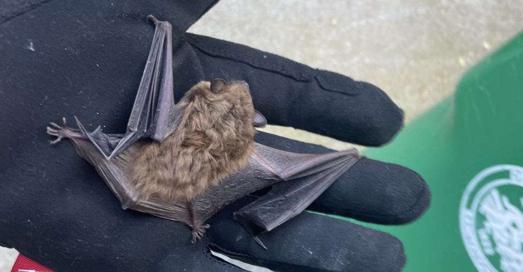 What Wildlife Gets Into Dacula, GA Homes?