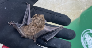 What Wildlife Gets Into Dacula, GA Homes?
