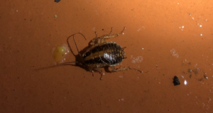 How to Get Rid of Roaches in Georgia
