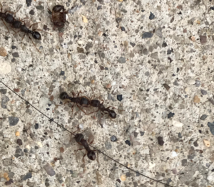 What Ants Are in My Dacula, GA Home? (ID Guide)