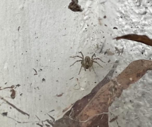 Hiring Spider Control in Dacula, GA? Read This First