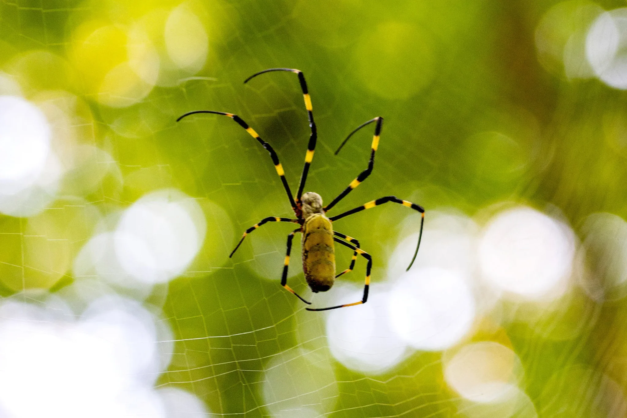 What Spiders Are in My Dacula, GA Home?