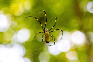 What Spiders Are in My Dacula, GA Home?