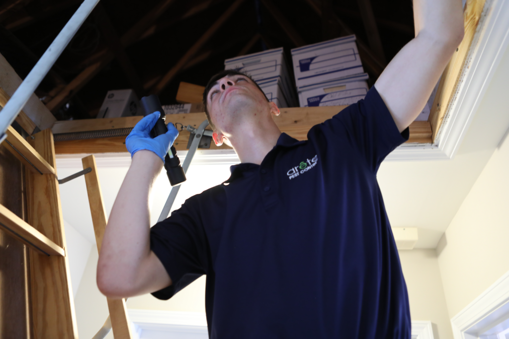 DIY vs. Pro Rodent Control in Dacula, GA- Arete Pest Control