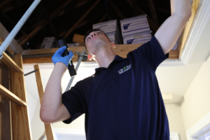 DIY vs. Pro Rodent Control in Dacula, GA- Arete Pest Control