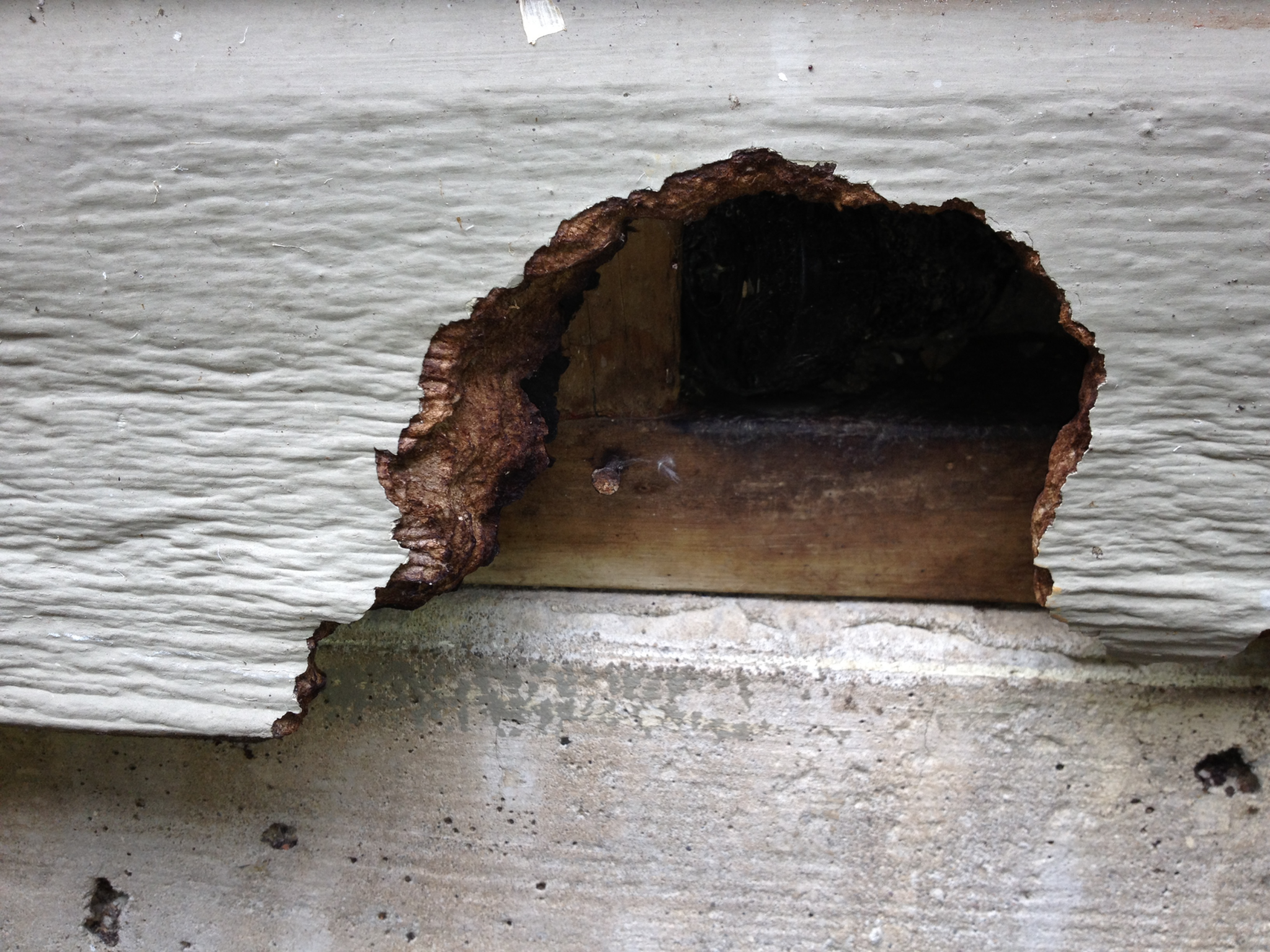 Signs of Rodents in Your Dacula, GA Home- Arete Pest Control